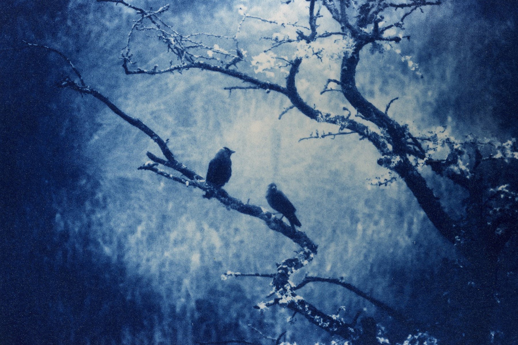 Cyanotype print of birds