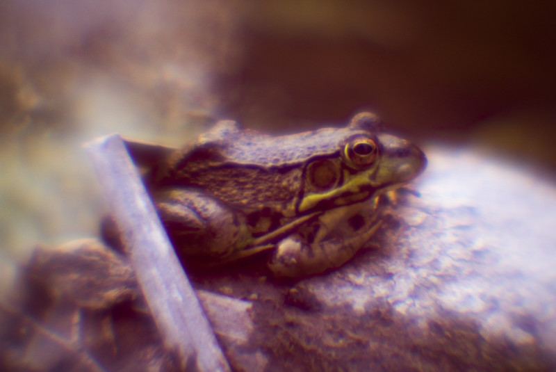 a toad's close-up