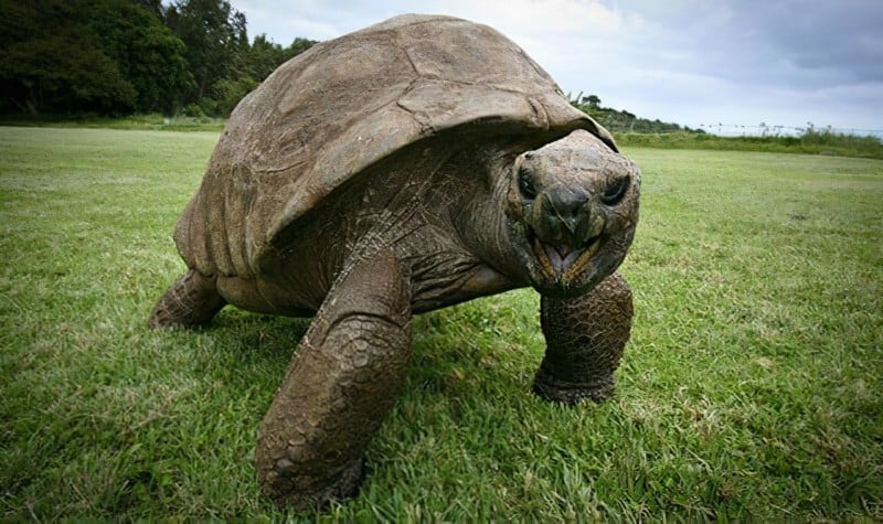 Jonathan The 190 Year Old Tortoise Was Photographed In 1886 And Today   Jonathan The 190 Year Old Tortoise 1 800x475 