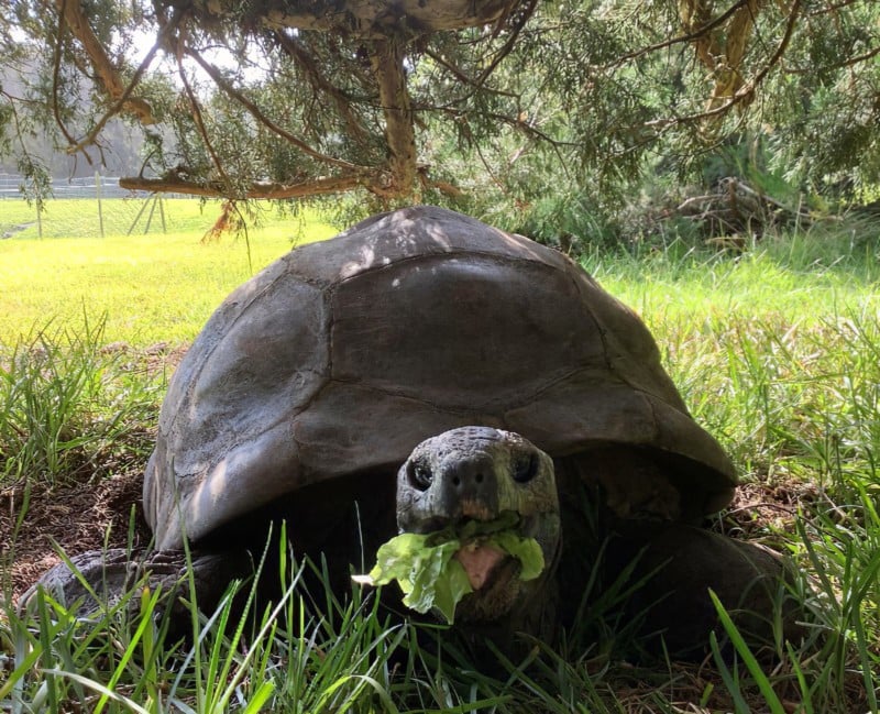 Jonathan, the 190-year-old tortoise, eats some greens