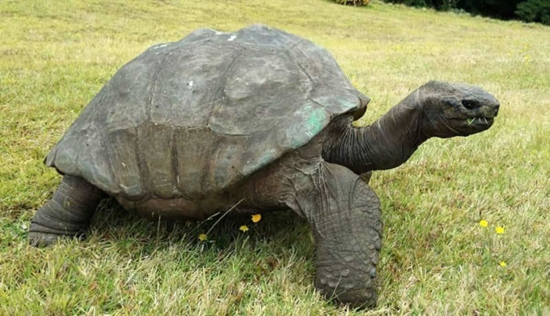 Jonathan the 190-Year-Old Tortoise Was Photographed in 1886 and