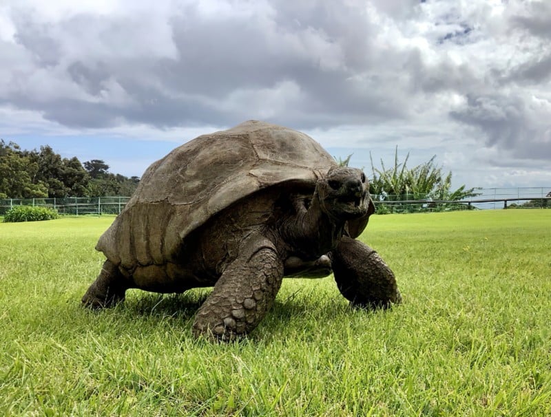 Jonathan the 190 year old tortoise