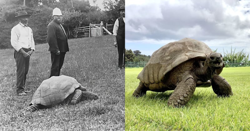Jonathan the 190 year old tortoise with a 1886 photo