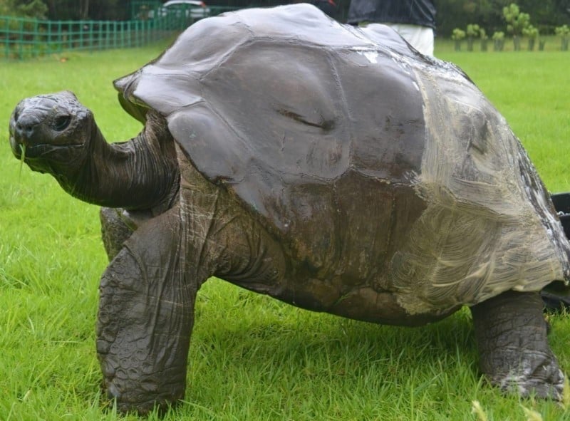 Jonathan the 190-Year-Old Tortoise Was Photographed in 1886 and