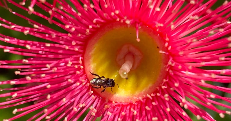 A bug at the center of a flower