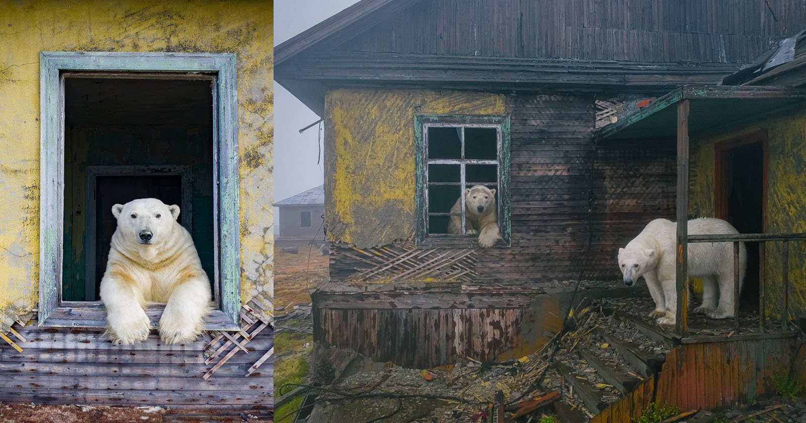Photographer Finds Polar Bears That Took Above Abandoned Buildings