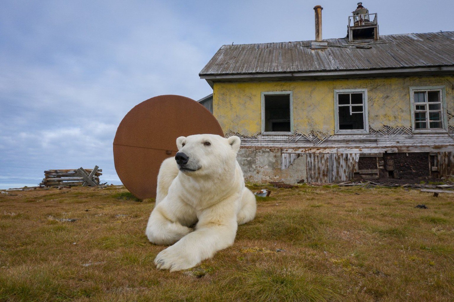 Photographer Finds Polar Bears That Took Over Abandoned Buildings ...