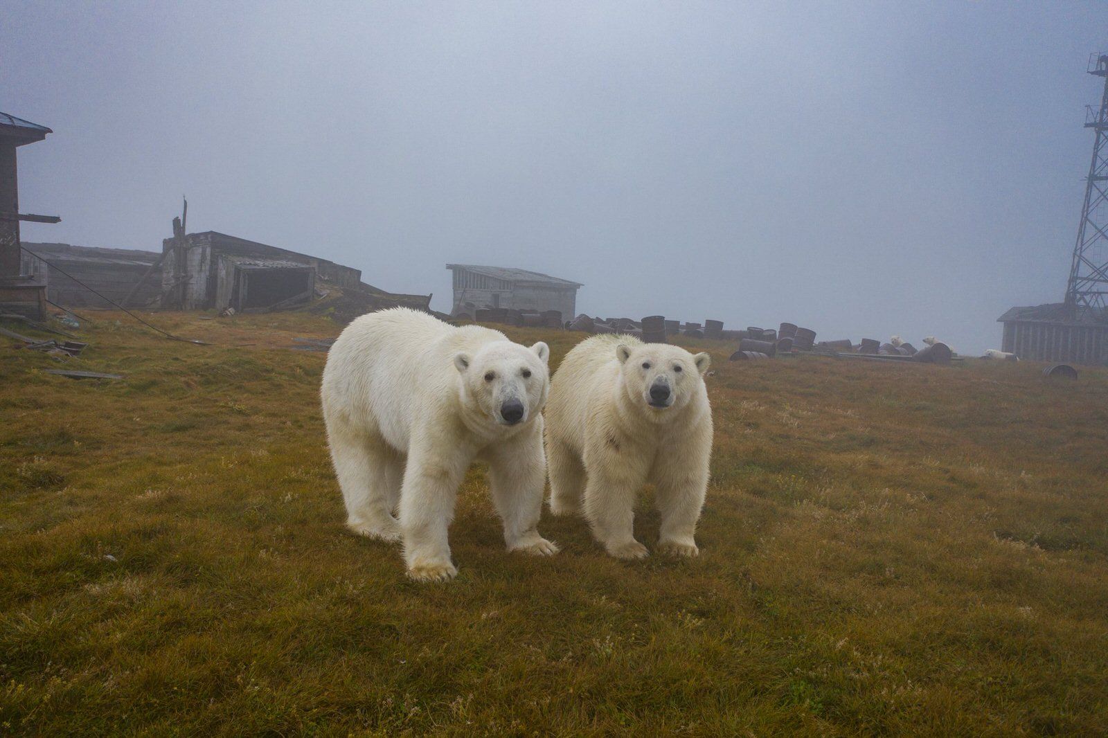 Photographer Finds Polar Bears That Took Over Abandoned Buildings ...