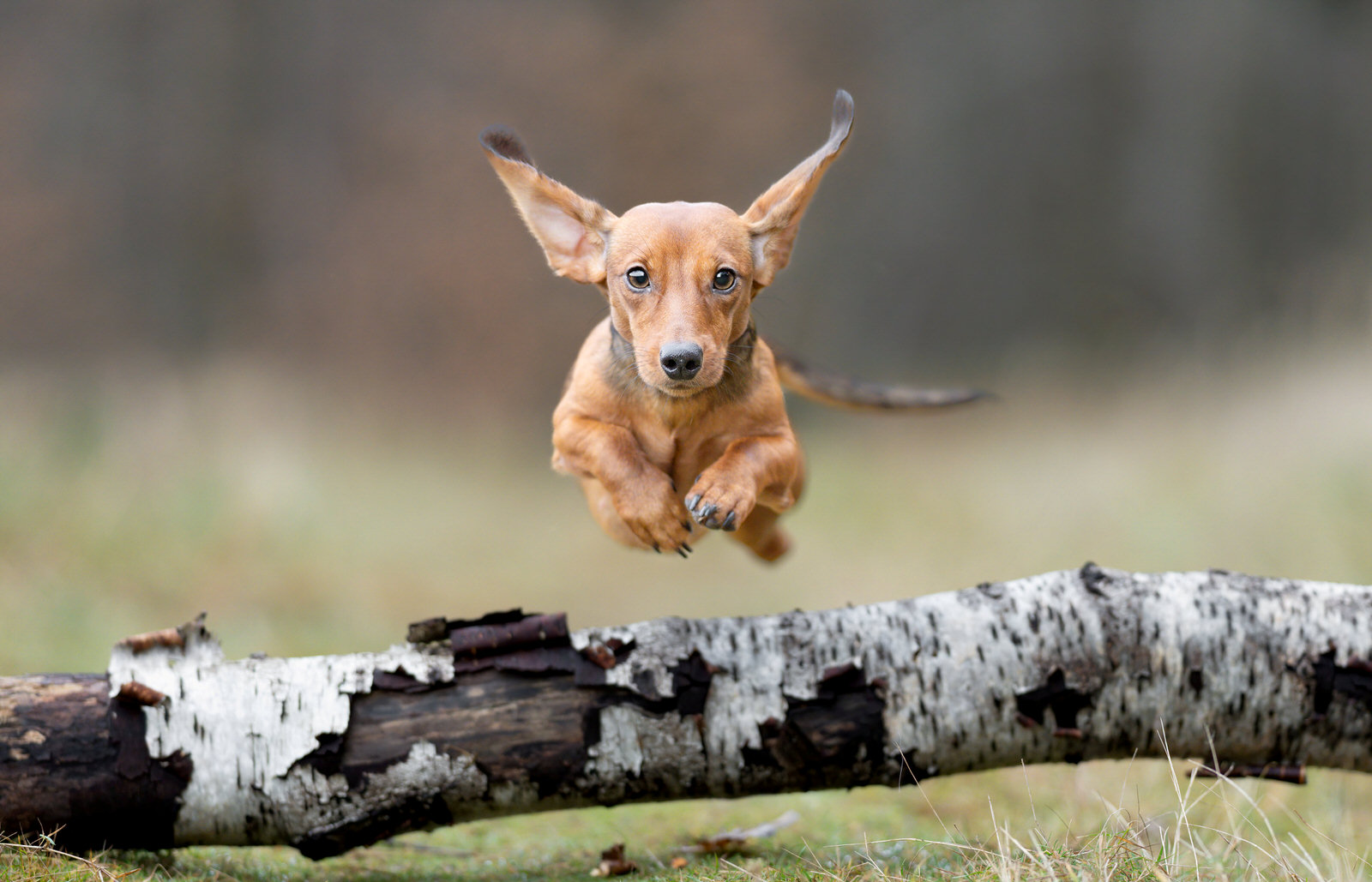 Photographer Captures Dogs Jumping Over Branches | PetaPixel