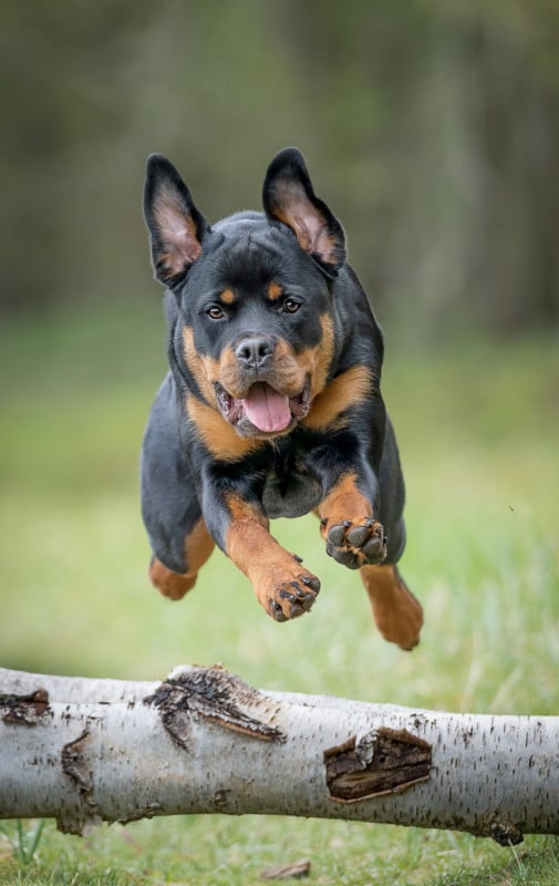 Photographer Captures Dogs Jumping Over Branches | PetaPixel