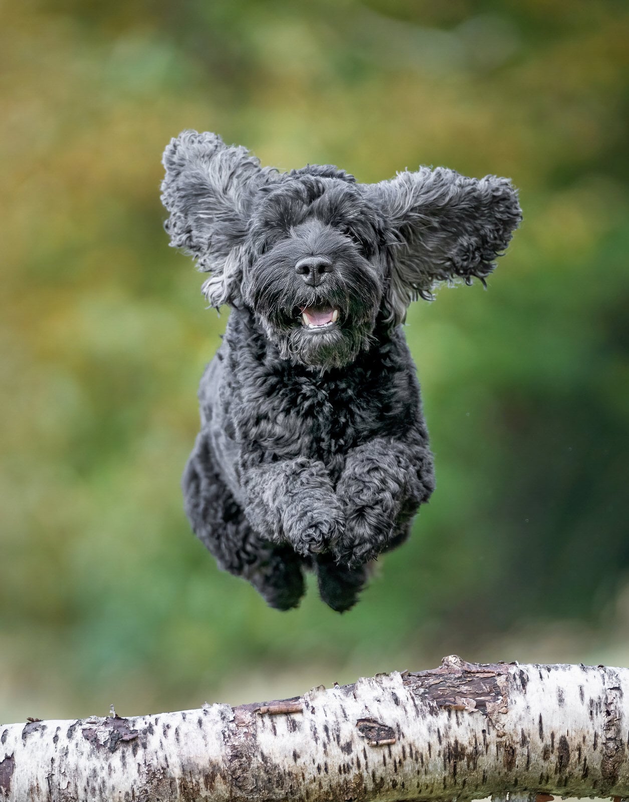Photographer Captures Dogs Jumping Over Branches PetaPixel