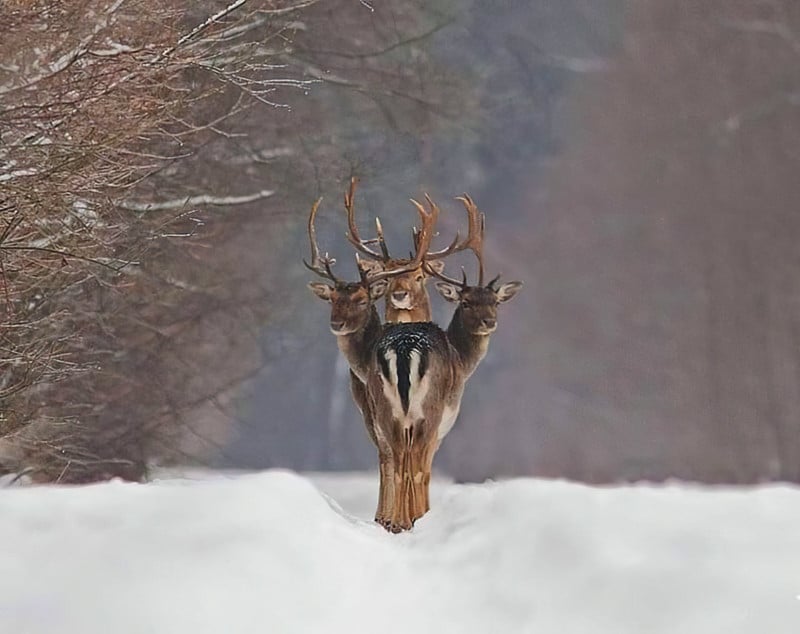 An optical illusion photo of a three-headed deer by Renatas Jakaitis