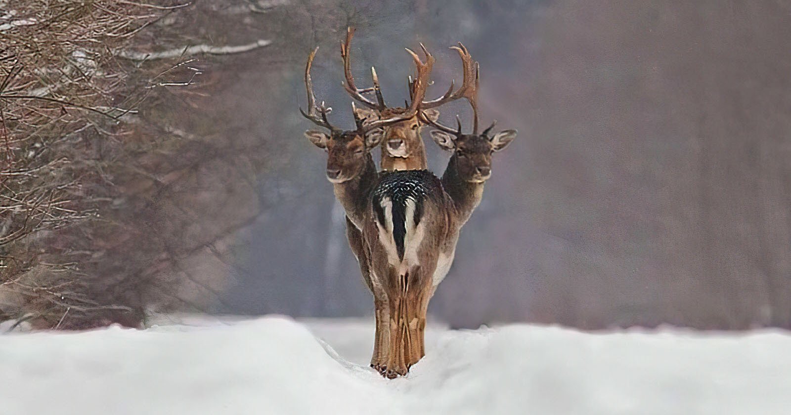 Photographer Captures a ‘3-Headed Deer’ Optical Illusion