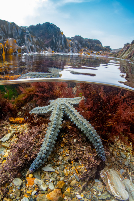 Underwater Photographer of the Year 2022