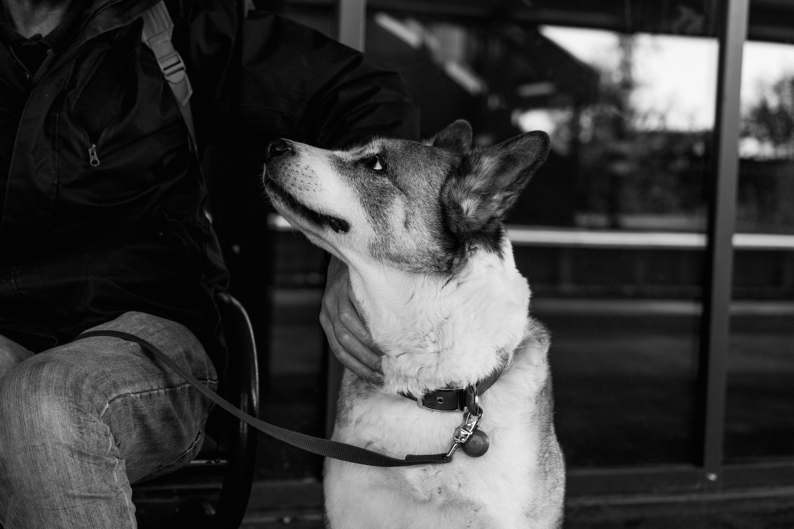 Un chien blanc regardant son maître