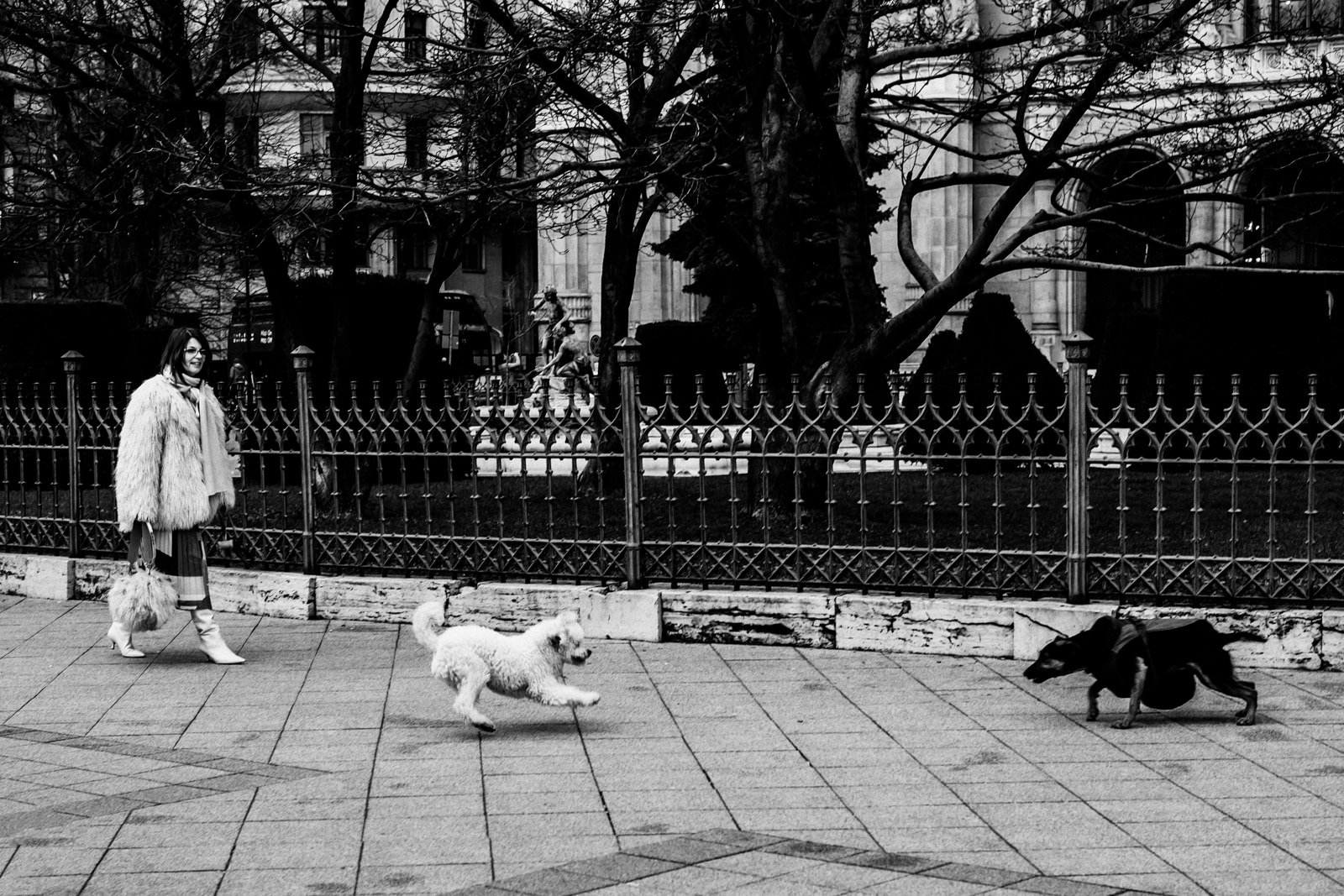 Deux chiens se battant à Budapest 