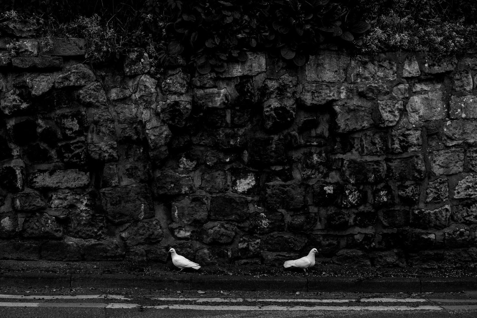 Two white doves on the side of a road
