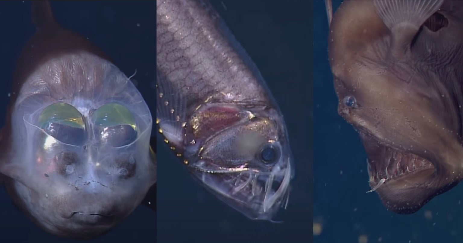 Into the Deep: Photos of Incredible Creatures from the Ocean's Depths ...