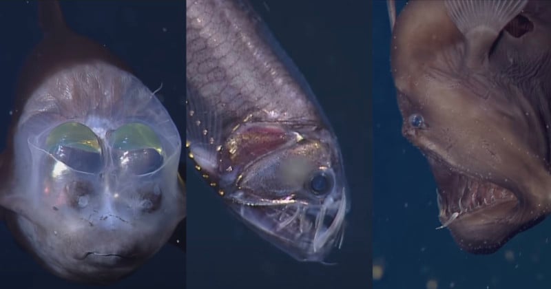 strange deep sea creatures video