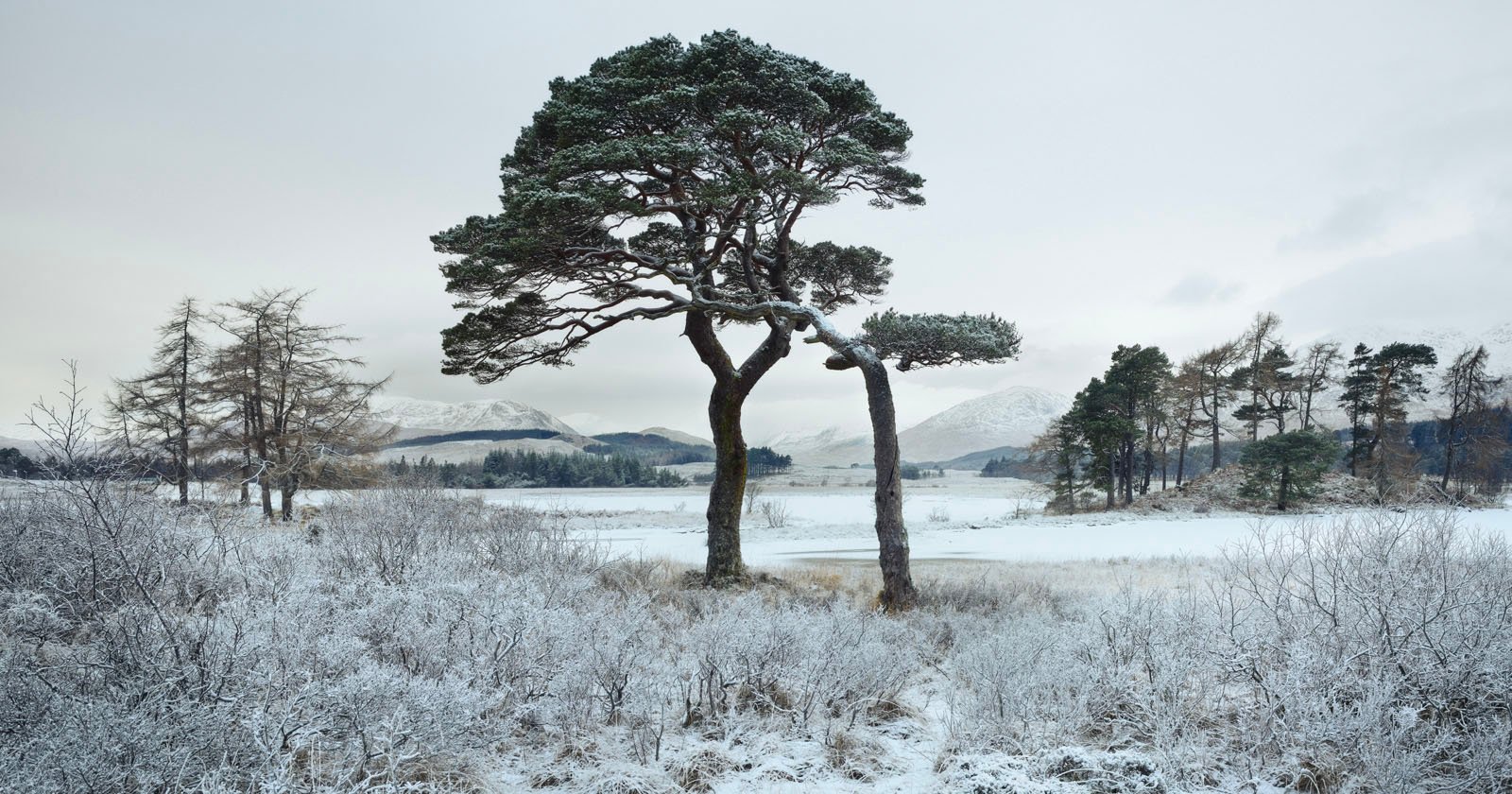 Ancient Pines by Loch Tulla, near the Bridge of Orchy, Central Highlands, Scotland, December 2012
