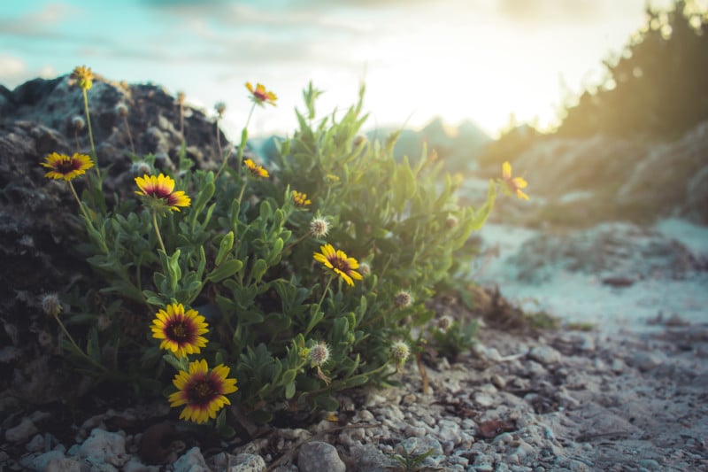 Nature Photography Example - Beach Flowers