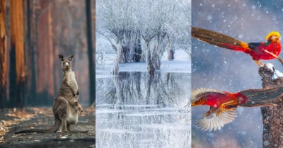 The Wildlife Photographer of the Year People's Choice Award Winners ...