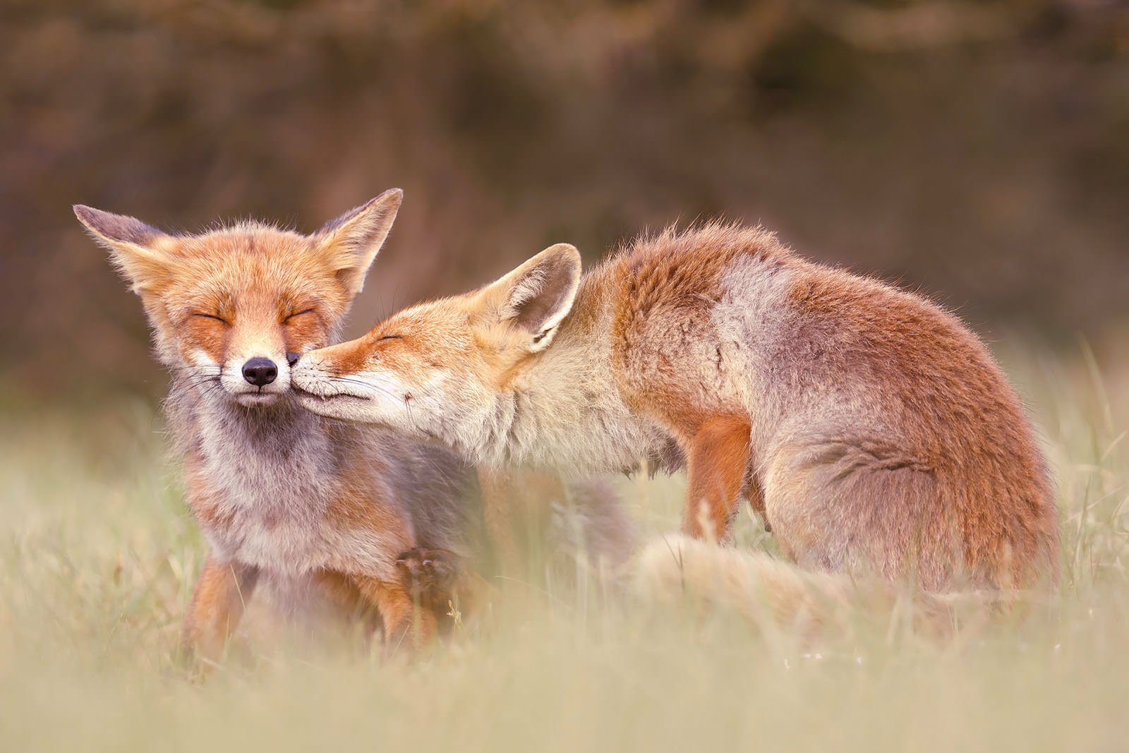 Fox best. Лисы любовь. Две лисы. Лиса с лисятами. Поцелуй лисы.