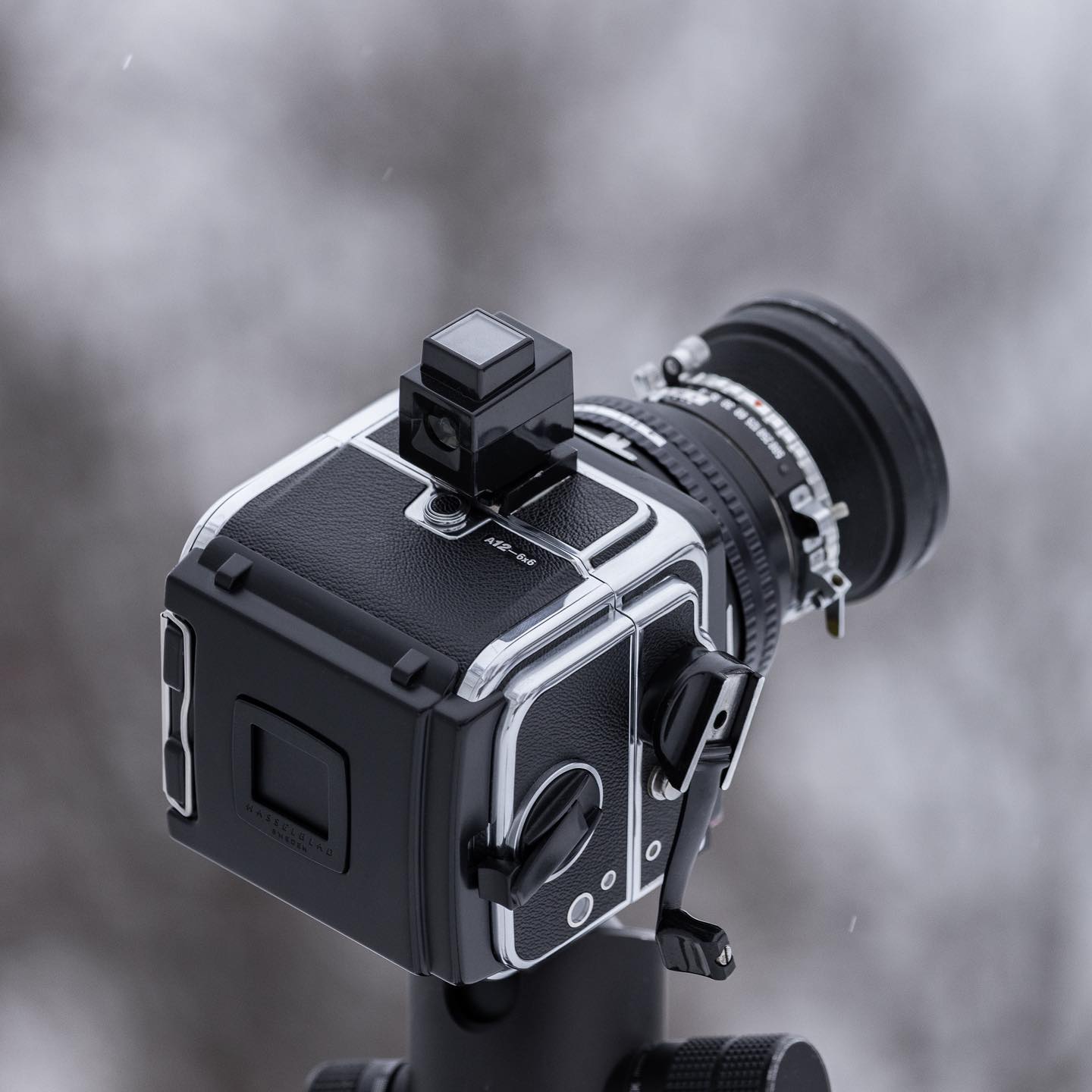 Zenzablad by dirk fletcher 2