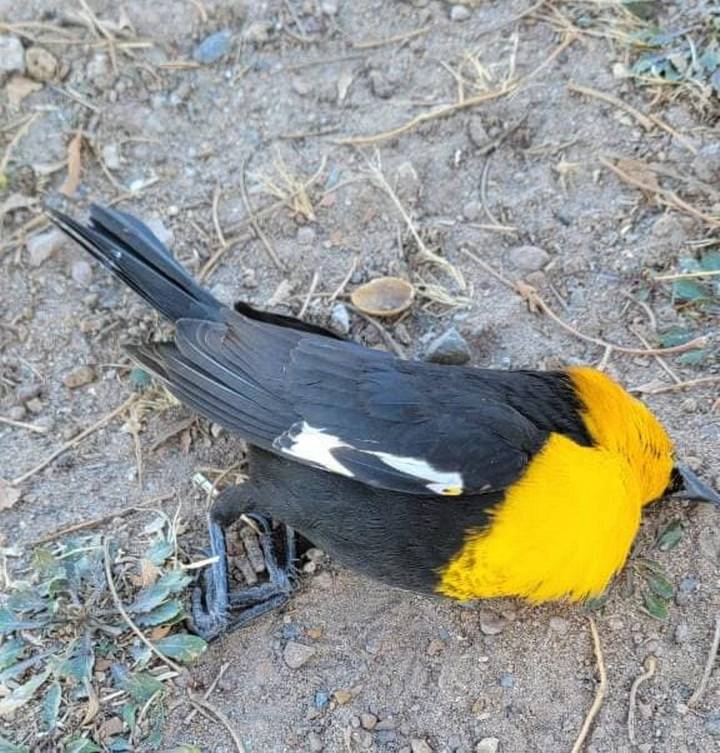 Blackbirds mysteriously died on Mexican street