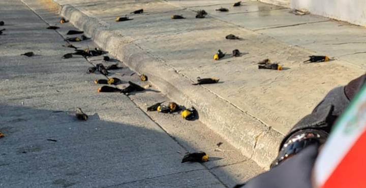 Mysteriously dead blackbirds on a street in Mexico