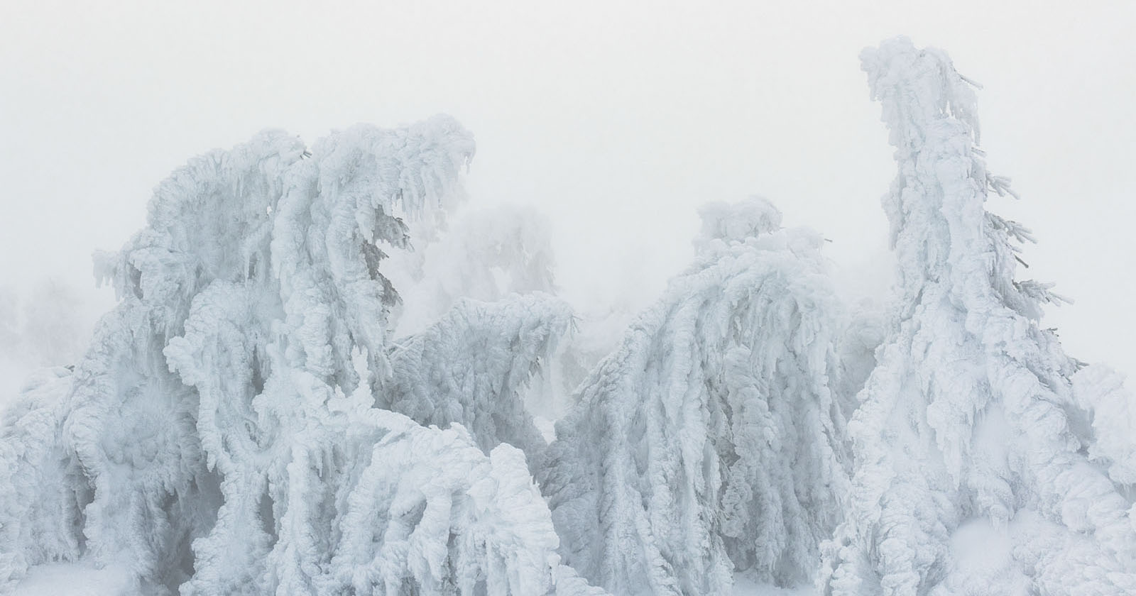 Photographer Captures Eerie ‘Tree Creatures’ on Snowy Mountain