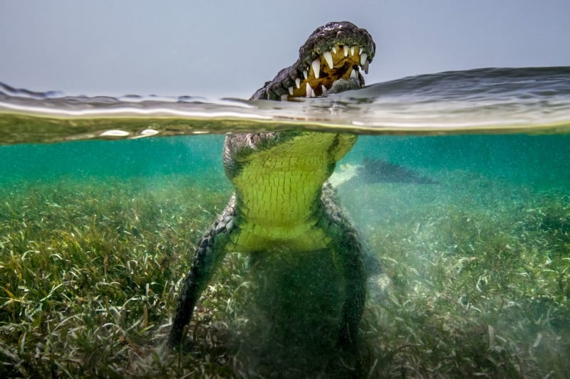 American crocodile in Yucatan, Mexico by Art Wolfe
