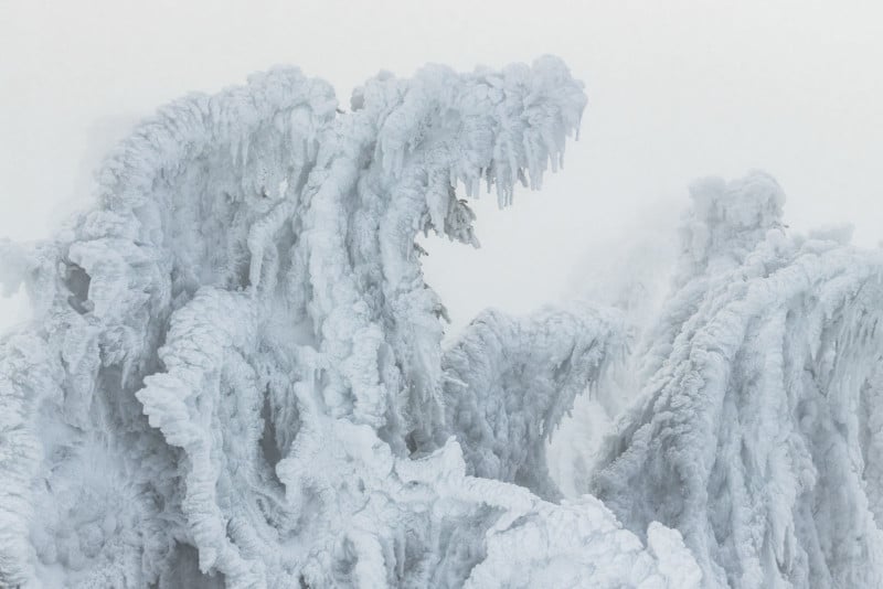 Ice on tree tops