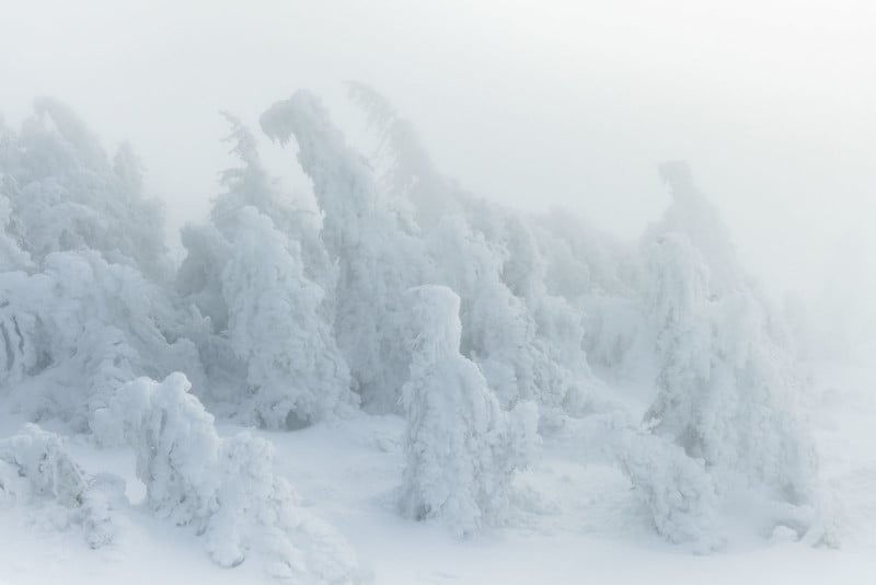 Ice on tree tops