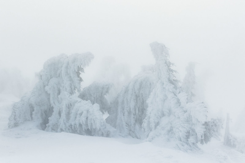 Ice on tree tops