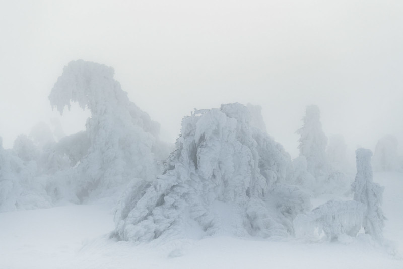 Ice on tree tops