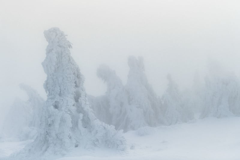 Ice on tree tops