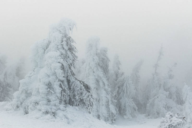 Ice on tree tops