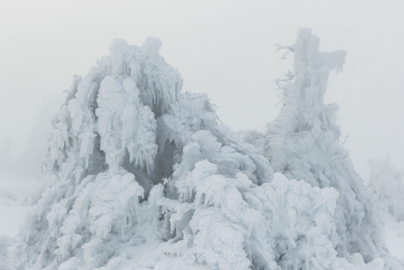 Ice on tree tops