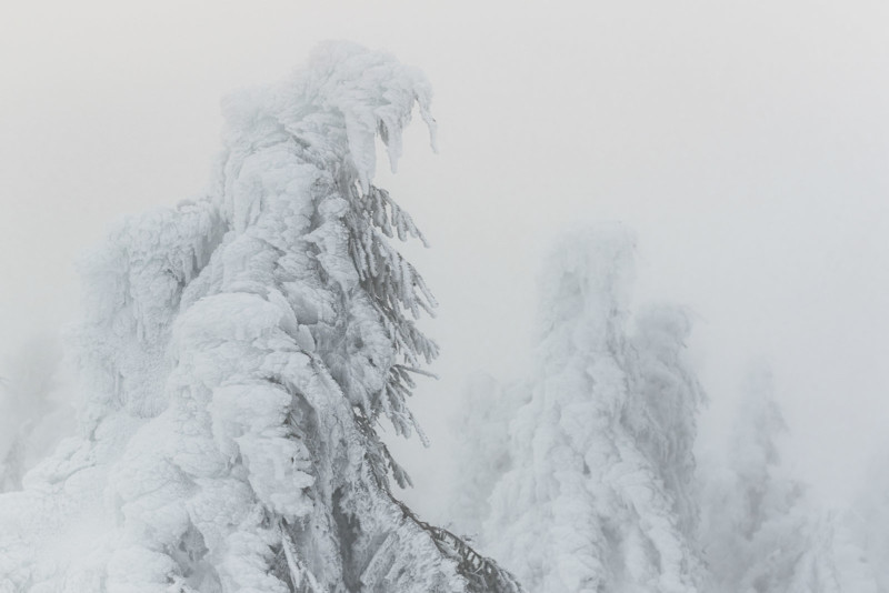 Ice on tree tops