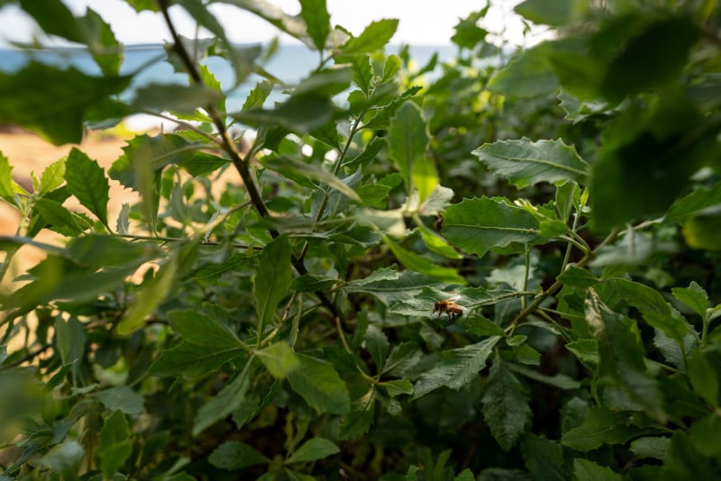 A honeybee that I felt like I was encroaching on in-person looks far, far away with a 20mm lens.