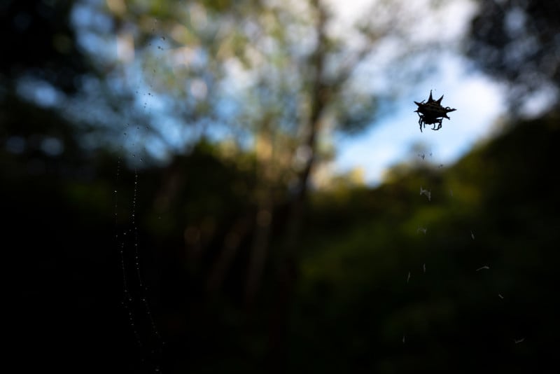 Small, thumbnail-sized spider on its web at the minimum focus distance.