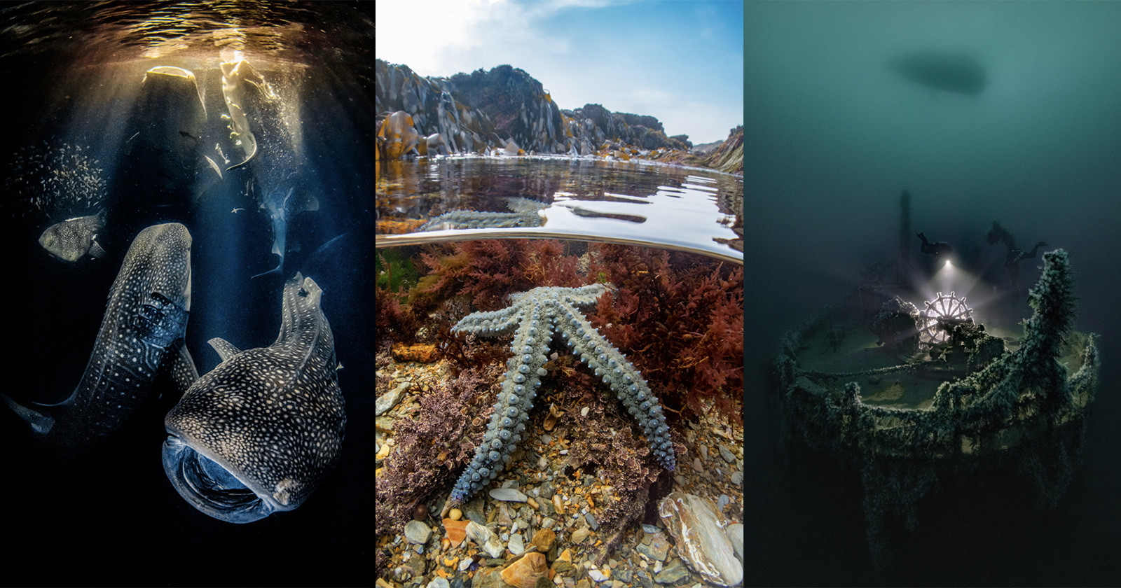 The Winning Photos from the 2022 Underwater Photographer of the Year