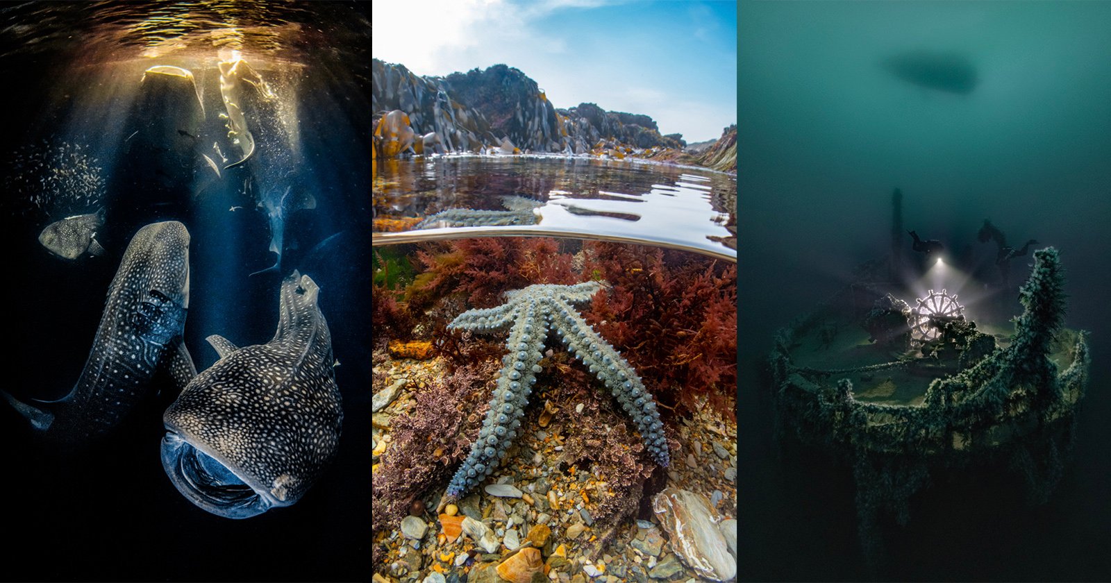 The Underwater Photographer of the Year 2022 winners