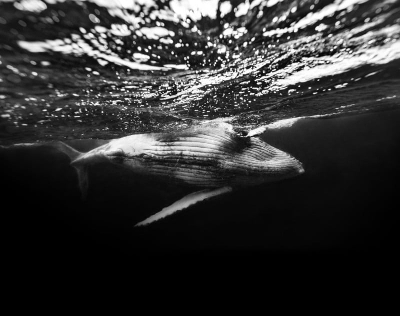 Kurt Arrigo's Humpback Whale Series