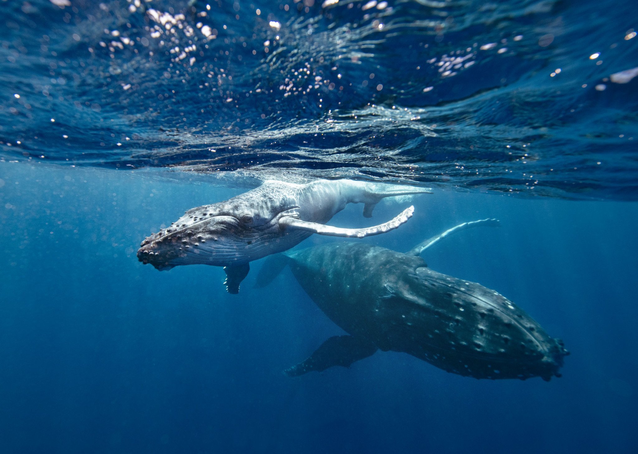 Underwater Photo Series Showcases the Beauty of Humpback Whales | PetaPixel