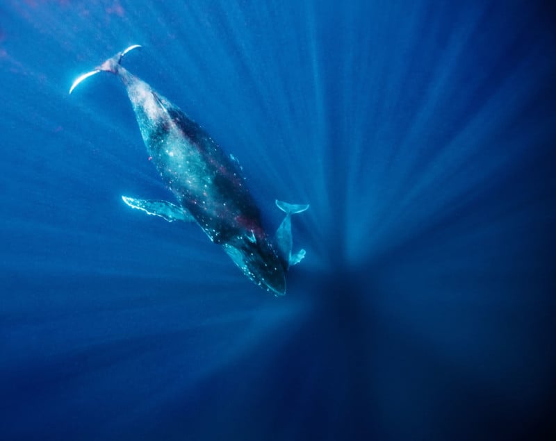 Kurt Arrigo's Humpback Whale Series