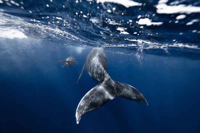 Kurt Arrigo's Humpback Whale Series