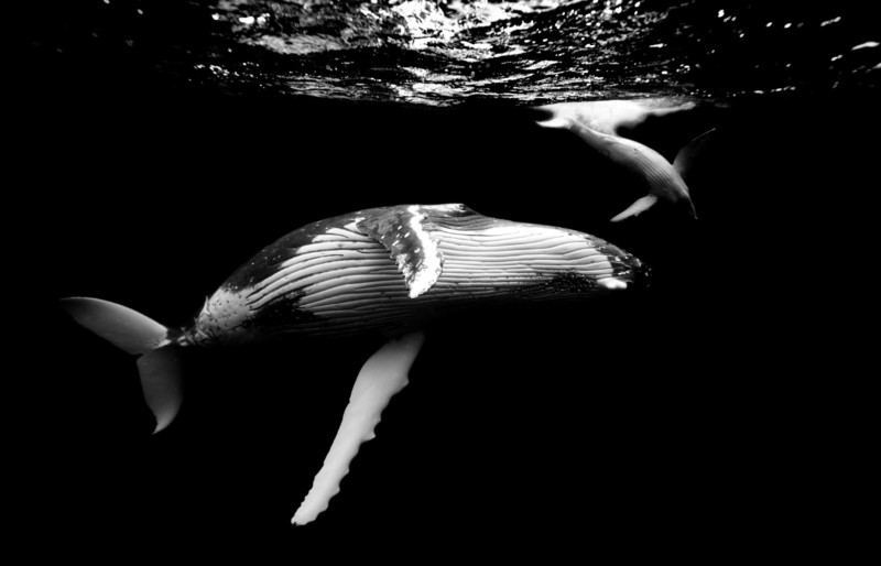 Kurt Arrigo's Humpback Whale Series