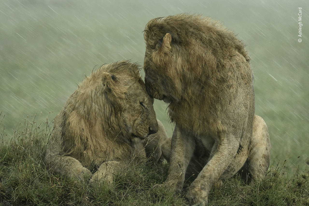 Two lions snuggling in the grass